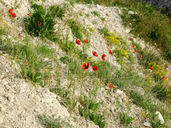 Amapolas de campo de floración en la pendiente de piedra caliza —  Fotos de Stock