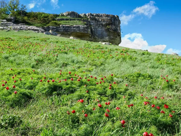 Les fourrés de la pivoine sauvage à feuilles étroites en fleurs sur le flanc de la colline — Photo