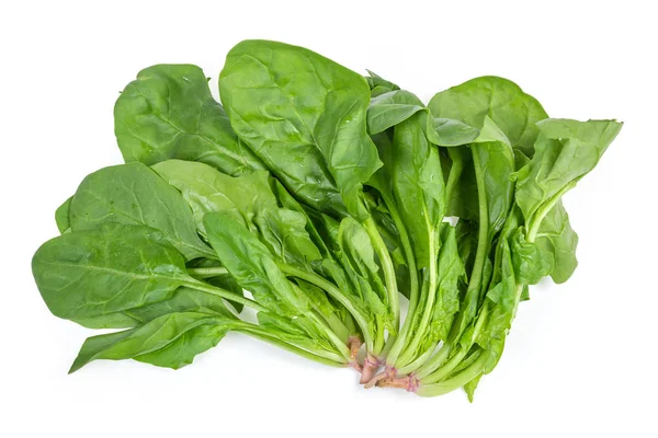 Stems with leaves of fresh spinach on a white background — Stock Photo, Image