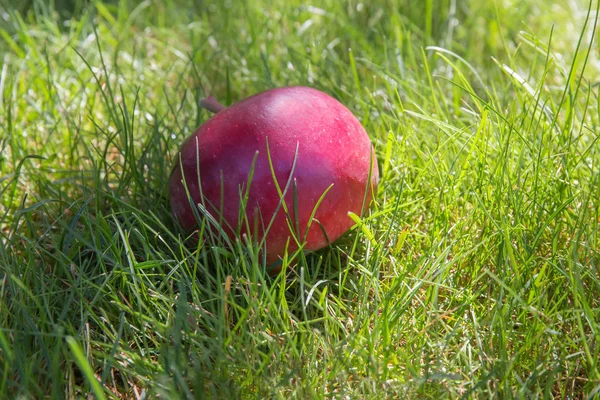 Fallen red apple among the thick grass close-up — Stock Photo, Image