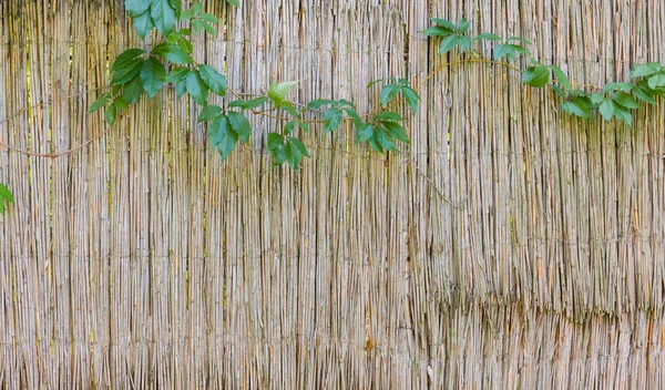 Tło starego ogrodzenia trzciny z gałęzi winogron panieńskie — Zdjęcie stockowe
