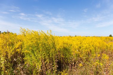 Gökyüzüne karşı çiçekli Kanada goldenrod Vahşi büyüyen koloni