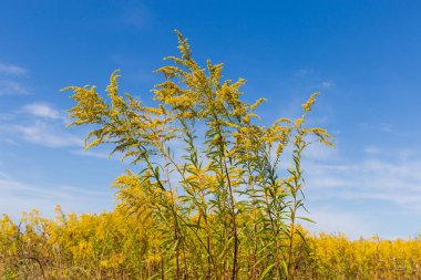 Gökyüzü ve bitki kolonisi karşı çiçekli Kanada goldenrod Sapları