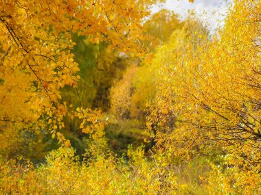 Sonbahar yaprakları ile ağaç ve çalı dalları Arka Plan