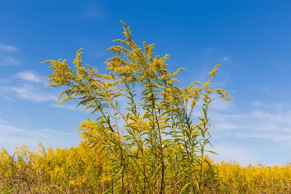 开花的加拿大金条对天空和植物殖民地的茎 — 图库照片