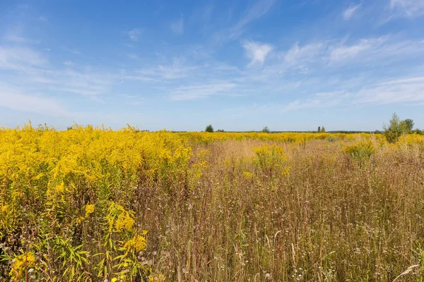 Wild growing colony of flowering Canadian goldenrod against sky — Stock Photo, Image