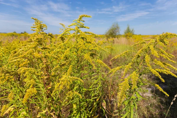 Stems of flowering Canadian goldenrod against of the other plant — Stock Photo, Image