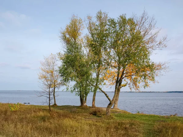 Grupo de árvores na costa do reservatório no outono — Fotografia de Stock