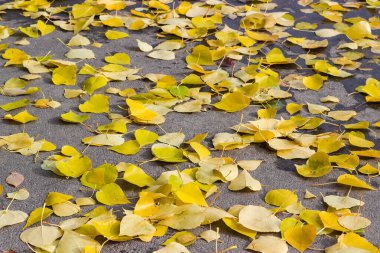Asfalt yolu sarı yapraklarla kaplı.