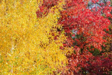 Huş ağacının ve sonbahar yapraklı kırmızı meşe ağaçlarının arka planı