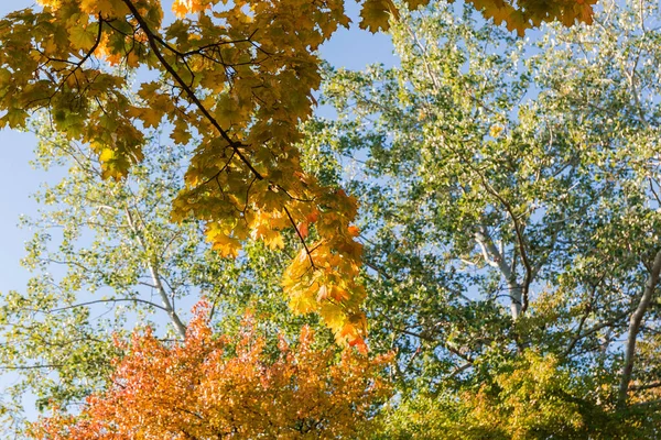 Achtergrond van esdoorn tak met herfst bladeren tegen aspen boom — Stockfoto