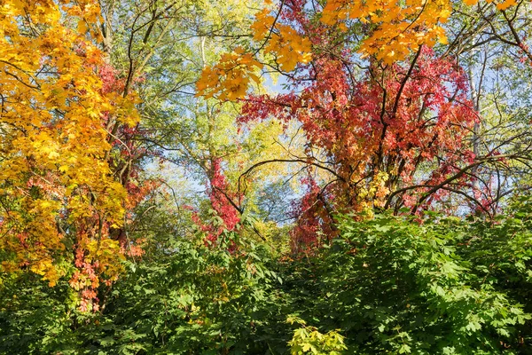Várias árvores e arbustos com folhas varicolored outono — Fotografia de Stock