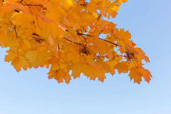 Rama de arce con hojas de otoño contra el cielo despejado — Foto de Stock