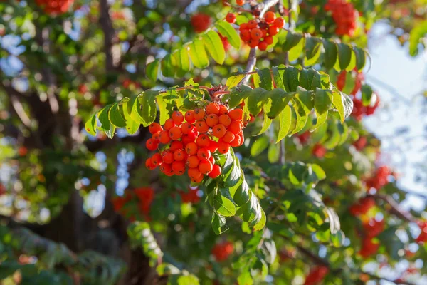 Grappolo di bacche di Rowan su ramo su sfondo sfocato di albero — Foto Stock