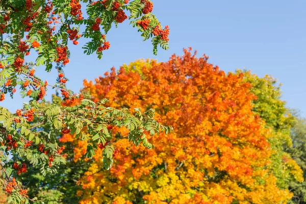 Branches of rowan with berries against sky and autumn trees — Stock Photo, Image