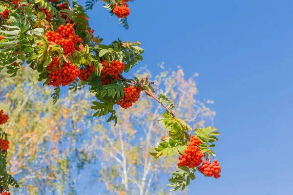 Branche de rowan avec des grappes de baies contre le ciel et les arbres — Photo