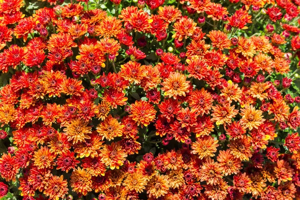 Visão superior de vermelho com crisântemos florescentes de laranja, fundo — Fotografia de Stock