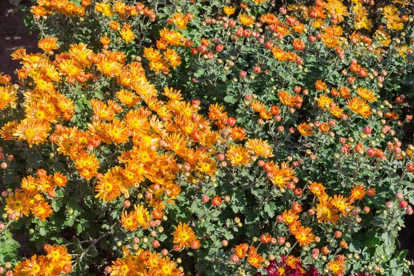 Bloeiende oranje chrysanten op het bloembed — Stockfoto
