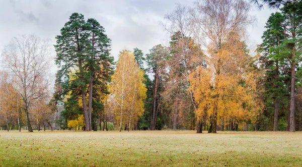 Vieux feuillus et conifères dans le parc en automne — Photo