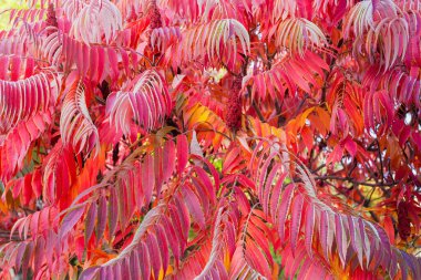 Parlak kırmızı sonbahar yapraklı sumac dallarının arka planı 