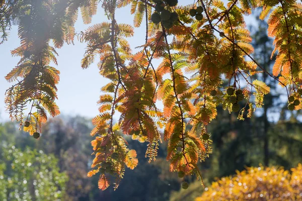 Branch of the dawn redwood with autumn leaves dangling down — Stock Photo, Image