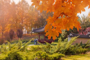 Sonbahar yapraklı akçaağaç dalları Kore bahçesine karşı, arka plan