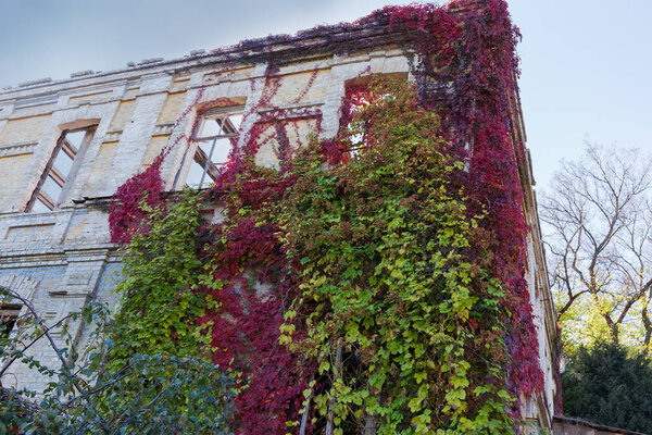 Different climbing plants with autumn leaves on abandoned building
