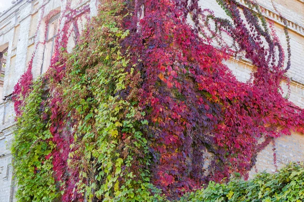 Different climbing plants with autumn leaves on abandoned building — Stock Photo, Image