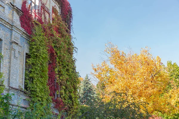 Frammento di edificio abbandonato con piante rampicanti sulle pareti — Foto Stock