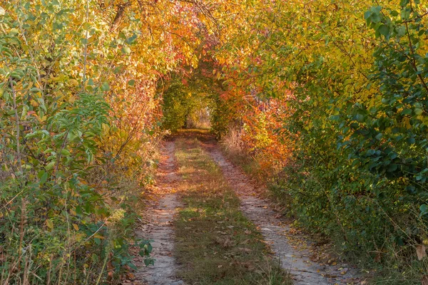 Camino de tierra cubierto de árboles formando un túnel de ramas —  Fotos de Stock