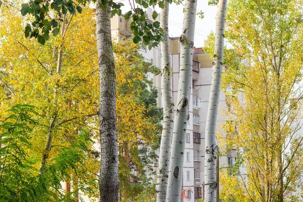 Troncos de Aspen contra otros árboles y edificios de varios pisos — Foto de Stock