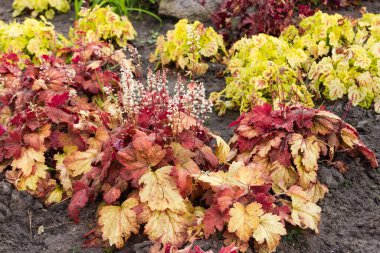Heuchera also known as coral bells with red brown leaves with water drops and tiny white flowers on high stems growing in garden against the other plants clipart
