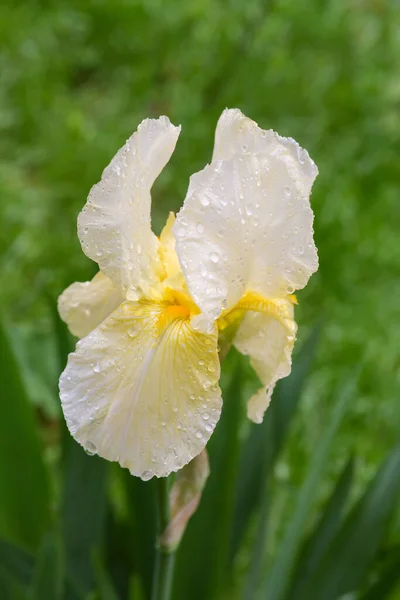 雨の間に花弁に水が落ちる黄色の虹彩の花がぼやけた背景のクローズアップ — ストック写真