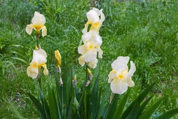 Bush Iris Amarillos Florecientes Cubiertos Con Gotas Agua Tiempo Lluvioso — Foto de Stock