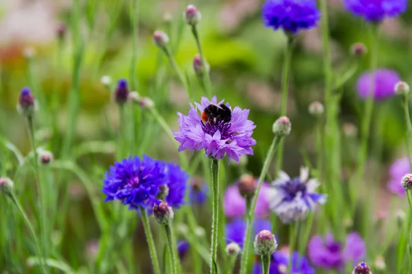 Lila Blume Aus Kornblume Und Hummel Darauf Sitzend Auf Einem — Stockfoto