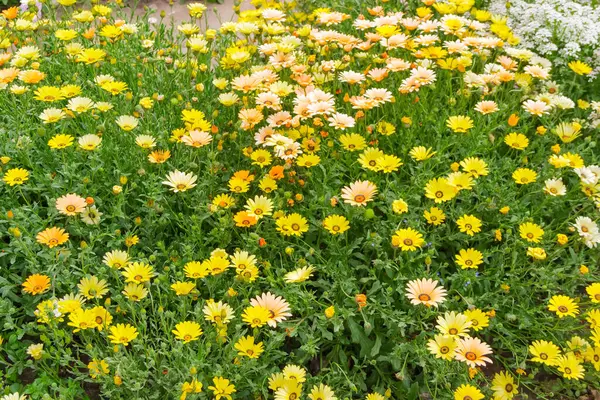 Osteospermum Também Conhecido Como Margarida Africana Com Flores Amarelas Canteiro — Fotografia de Stock