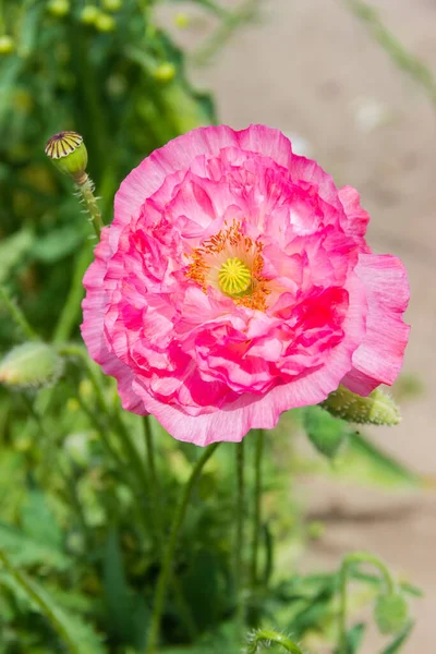 庭で成長するピンクの花びらを持つ観賞用のケシの花 選択的な焦点でクローズアップ — ストック写真