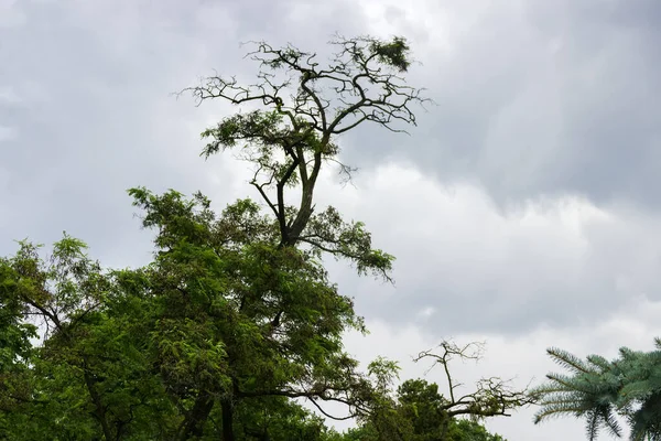 Árbol Langosta Negra Vieja También Conocida Como Robinia Pseudoacacia Con — Foto de Stock