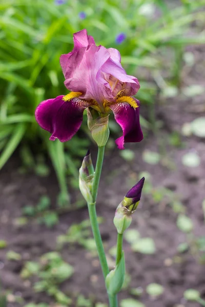 Flower of the bearded iris burgundy color on a blurred background close-up