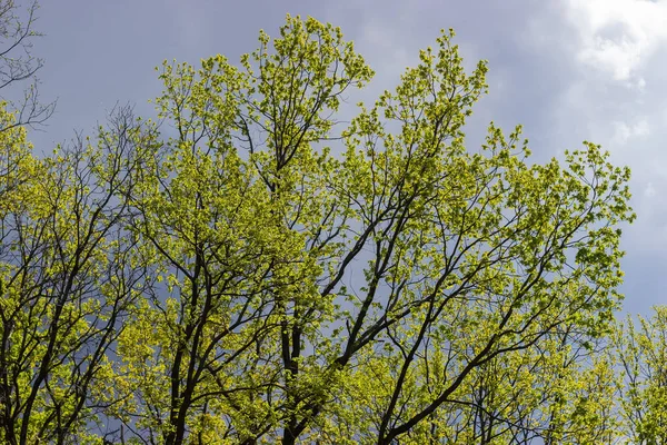 Felső Ágak Lombhullató Fák Fiatal Tavaszi Levelek Ellen Felhős Háttér — Stock Fotó