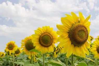 Ayçiçeklerinin üst kısımları tarlada çiçeklerle birlikte seçici bir odak noktasında yetişiyor.