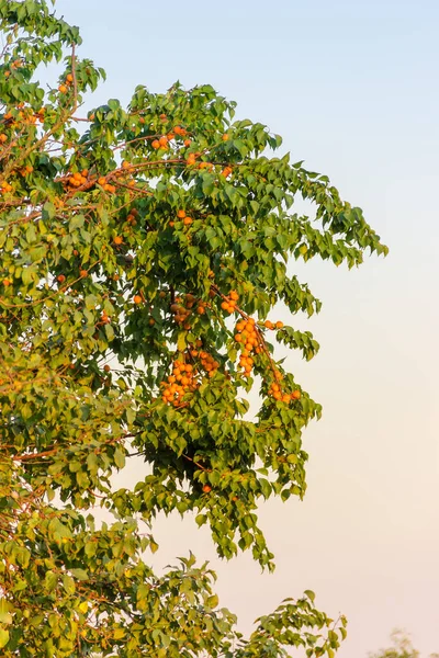 Fragment Van Oude Abrikozenboom Met Rijpe Abrikozen Boomgaard Een Achtergrond — Stockfoto