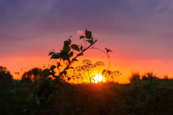 他の植生と日没時の曇天の背景に夕日に対するディルの茎とウベルの花序のシルエット — ストック写真