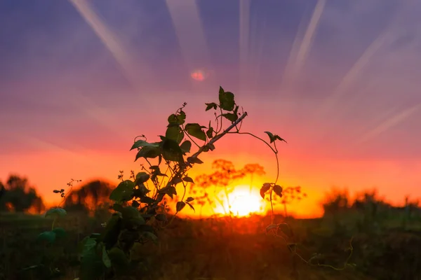 他の植生と日没の曇りの空の背景に腎臓豆の登山茎のシルエット — ストック写真