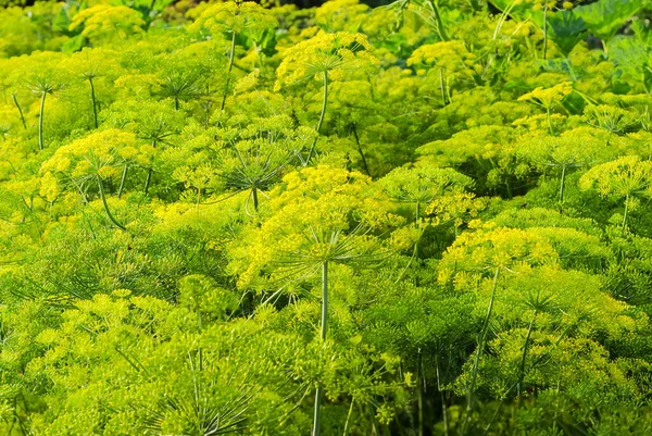 Partes Superiores Tallos Inflorescencias Umbela Con Diminutas Flores Amarillas Eneldo — Foto de Stock