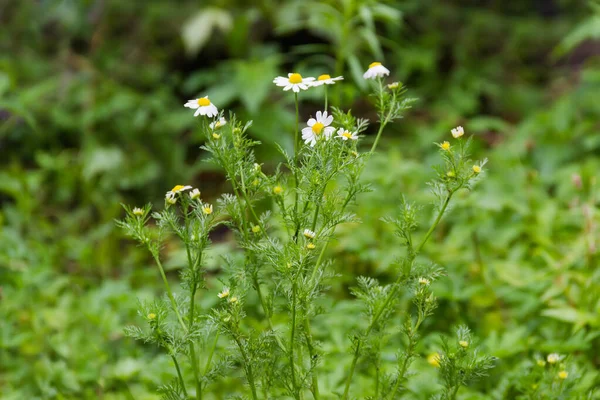 Tallos Flor Manzanilla Silvestre Sobre Fondo Oscuro Borroso Poca Profundidad — Foto de Stock