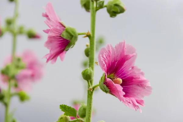 Tallos Malva Con Flores Rojas Cerca Poca Profundidad Campo Sobre — Foto de Stock