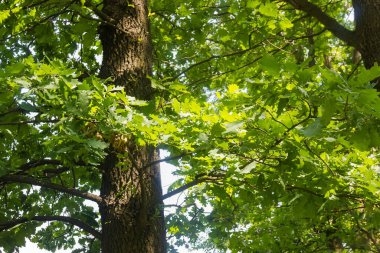 Sıradan meşe parçasının bir kısmı gövdesi ve dalları yeşil yapraklı, arka planda.