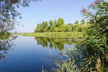 Yazın açık gökyüzüne karşı ağaçlarla kaplanmış ön planda ve karşı kıyıda sazlıklar, çalılıklar ve söğüt dalları olan sıradan bir gölet.