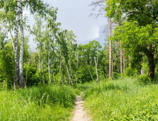 Weg Tussen Het Hoge Gras Aan Bosrand Zomer — Stockfoto